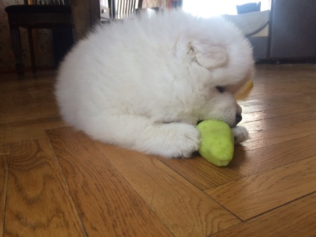 Ошибки хозяев в кормлении собак самоедов