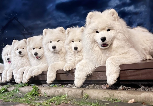 Как бороться с паразитами у собак?