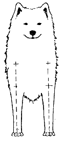 Стандарт породы САМОЕД: Широкий постав