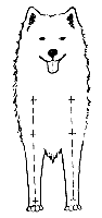 Стандарт породы САМОЕД: Правильный постав