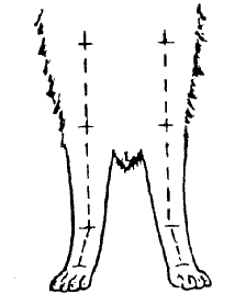 Стандарт породы САМОЕД: Размет