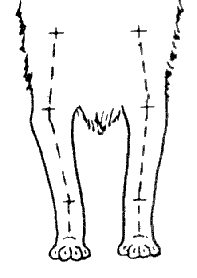 Стандарт породы САМОЕД: Вывернутый в локтях