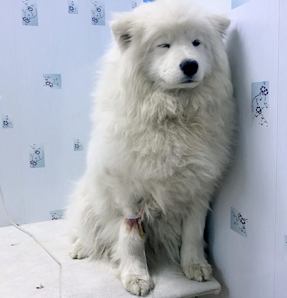 Пироплазмоз для новчиков или как защитить свою собаку.