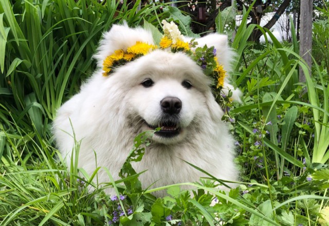 Самоед Майка "Амурская звезда" Хабаровск
