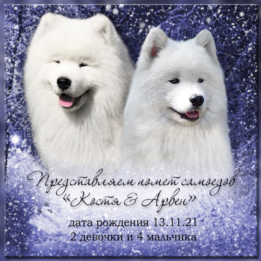 Презентация помёта самоедов