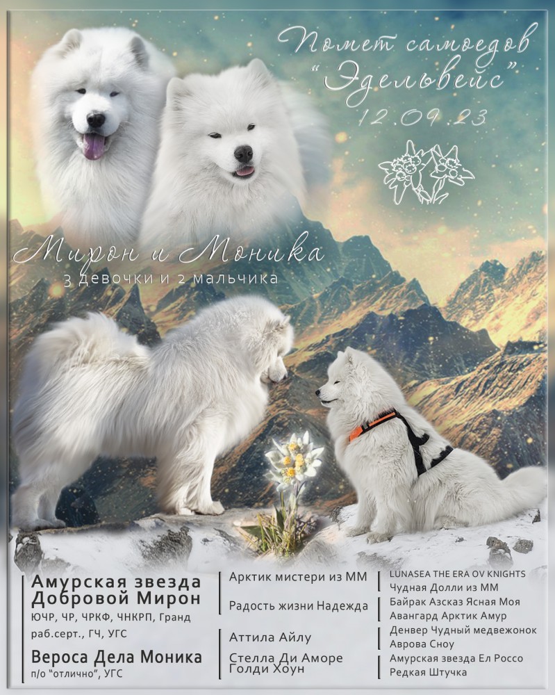 Презентация помёта самоедов