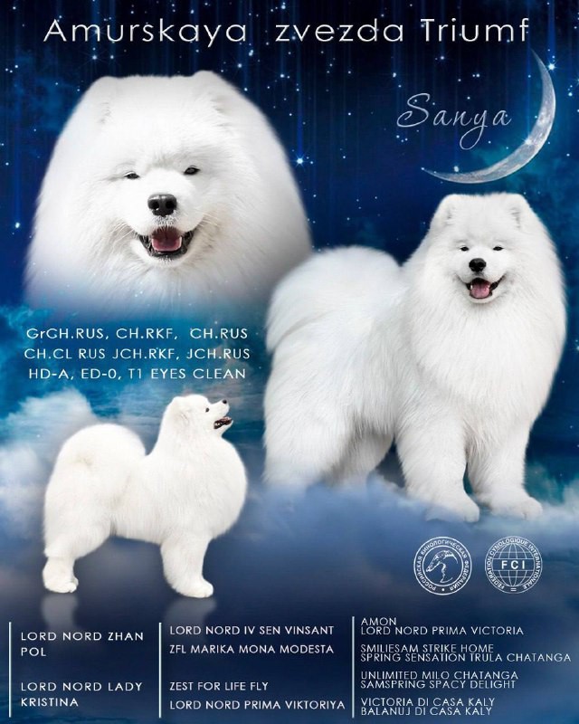 Презентация помёта самоедов