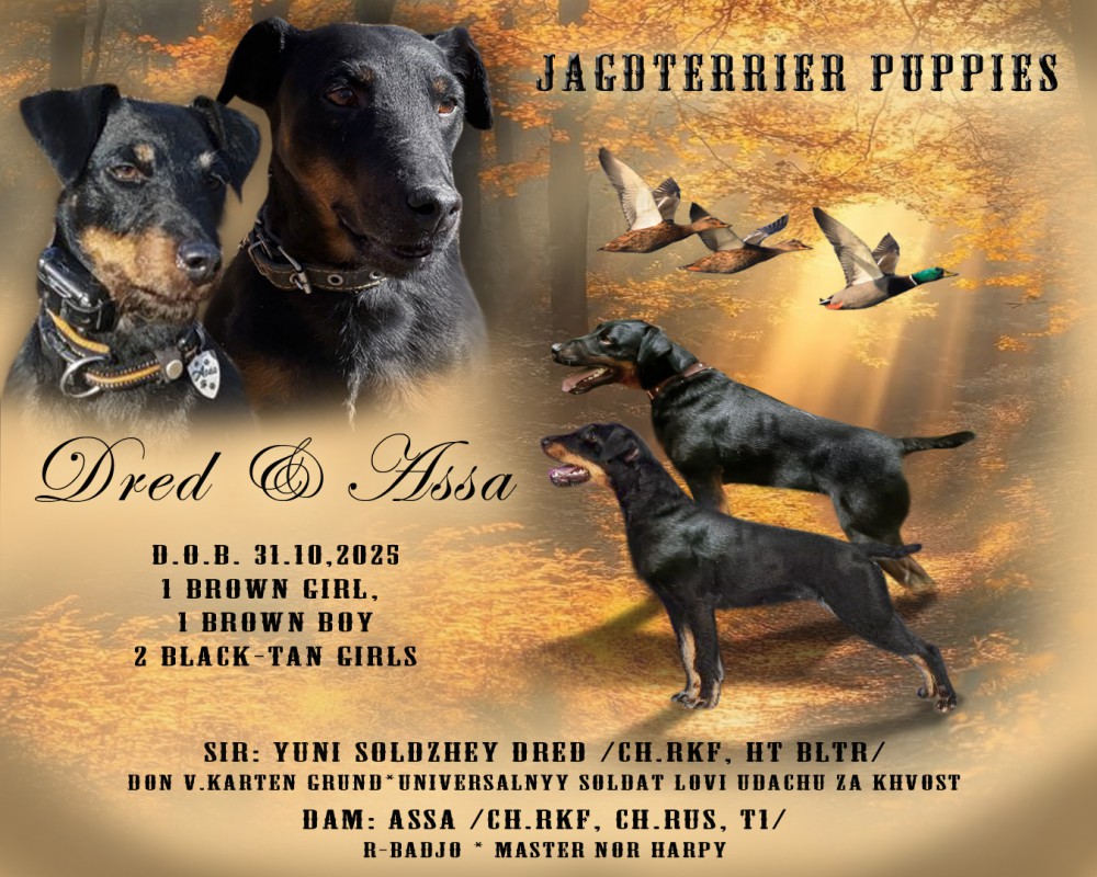 Презентация помёта самоедов