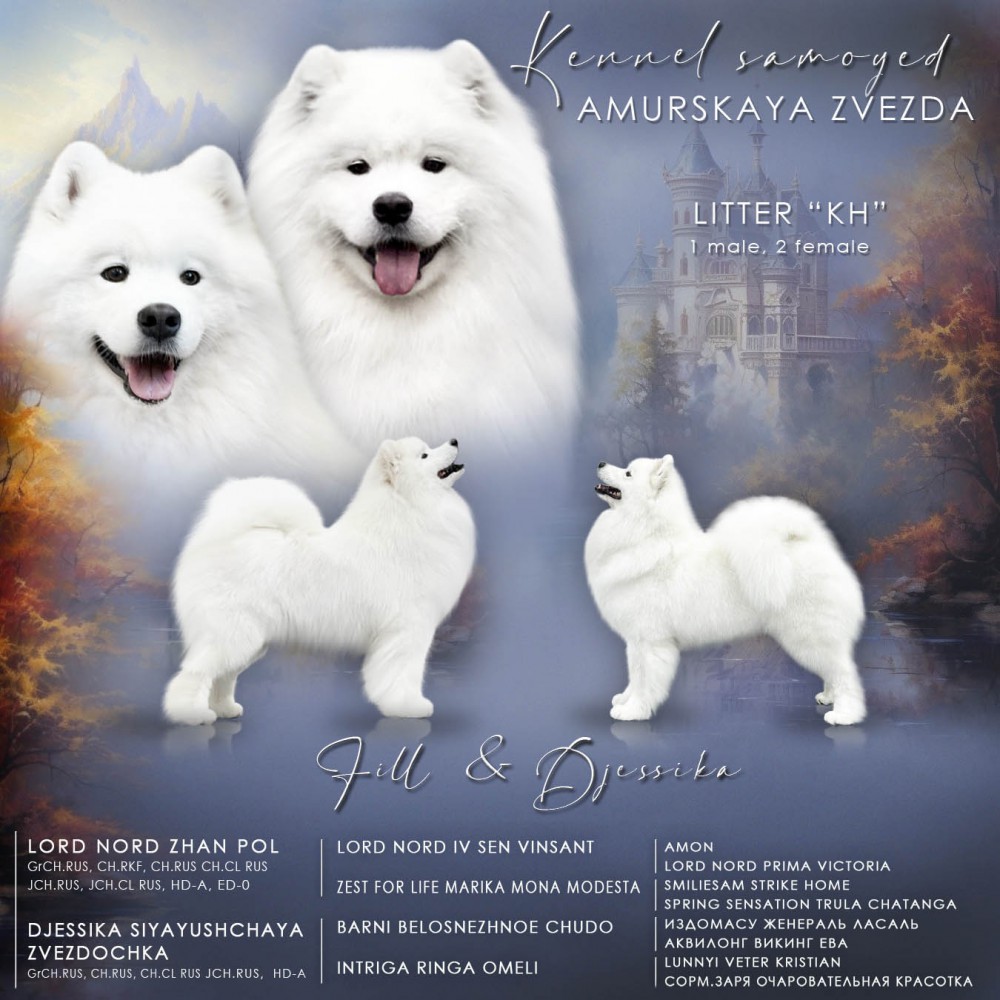 Презентация помёта самоедов