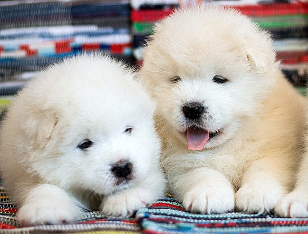 Рекомендации по уходу за самоедами