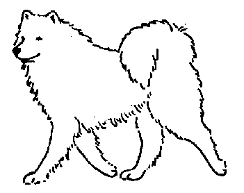 Стандарт породы САМОЕД: Рысь