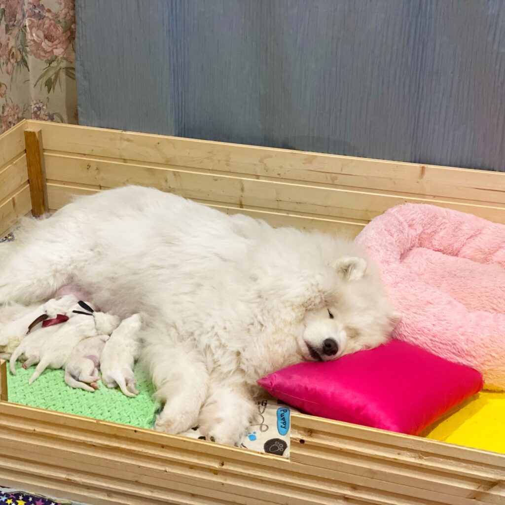 Рождение щенков самоедов