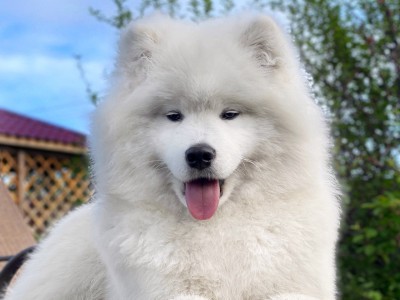 Роза "Амурская звезда" Хабаровск