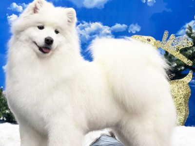 Роза "Амурская звезда" Хабаровск