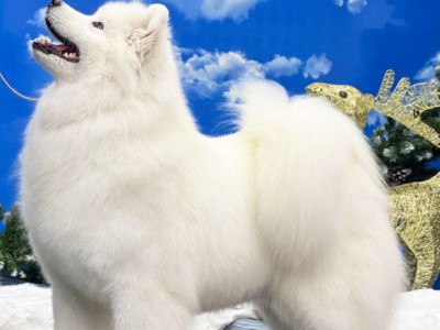 Роза "Амурская звезда" Хабаровск