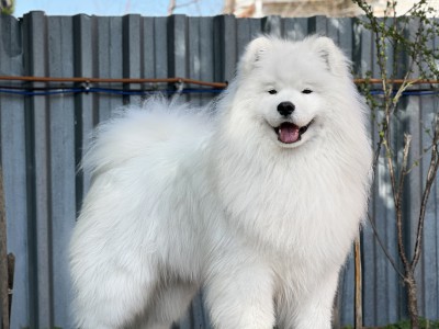 Самоед Саня, клуб "Амурская звезда", Хабаровск