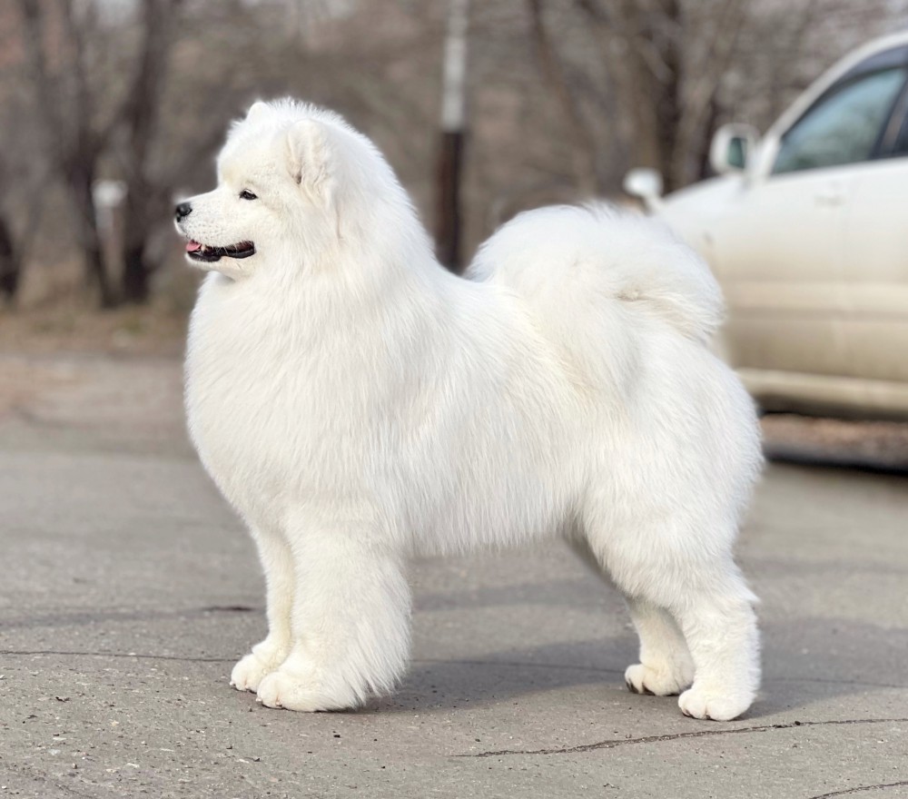Саня "Амурская звезда" Хабаровск