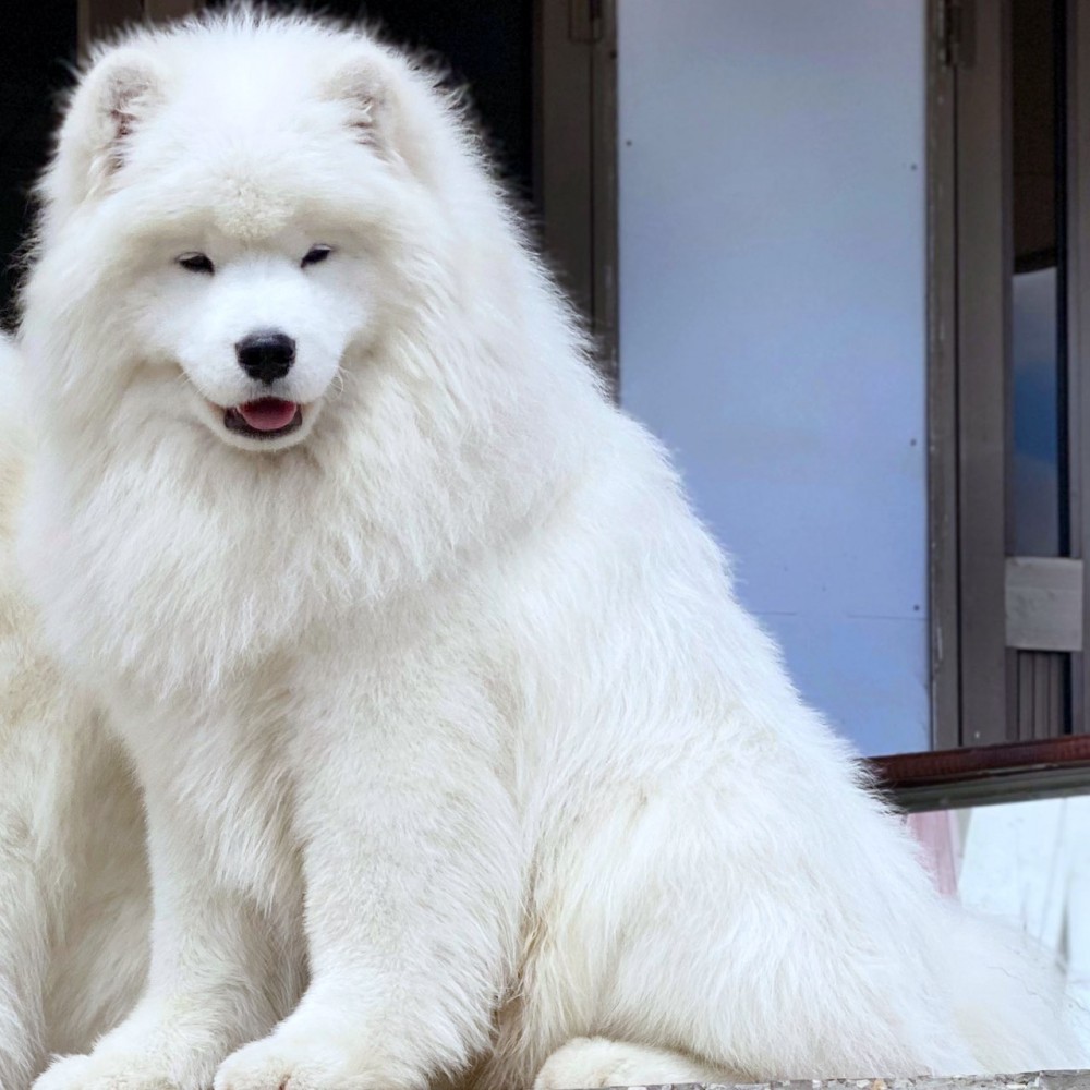 Саня "Амурская звезда" Хабаровск