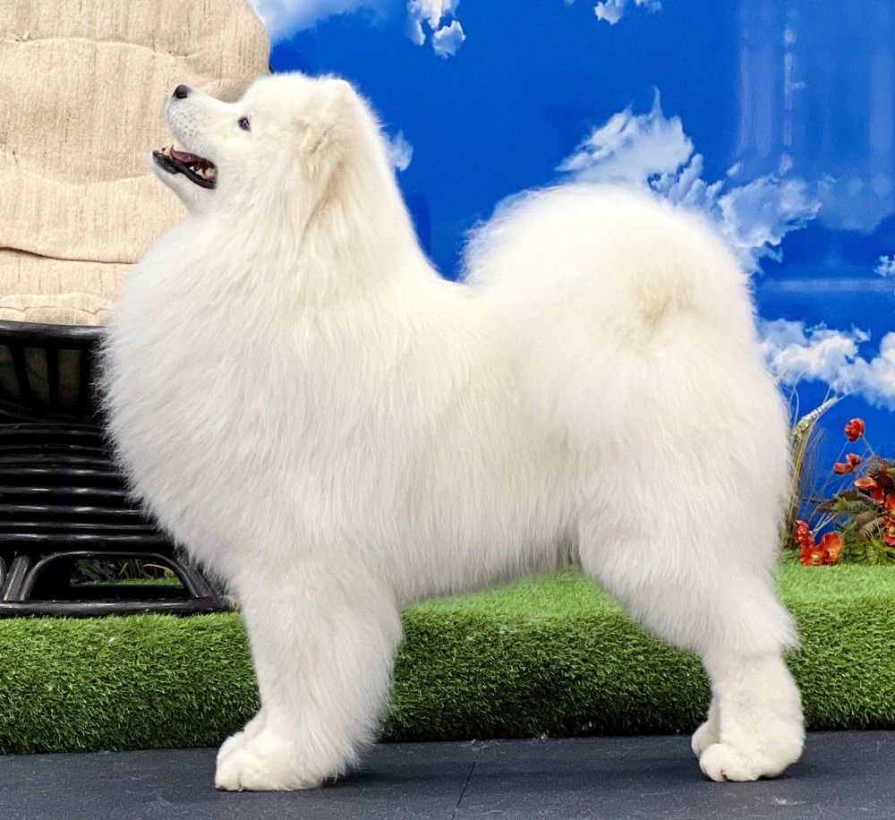 Саня "Амурская звезда" Хабаровск