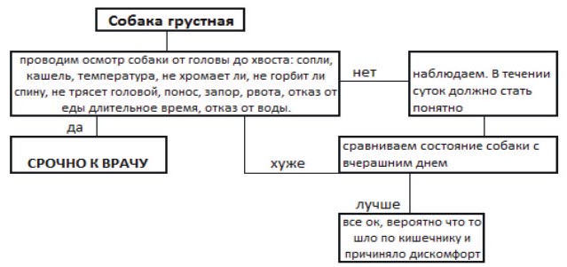 Схема: когда вести собаку к ветеринару?