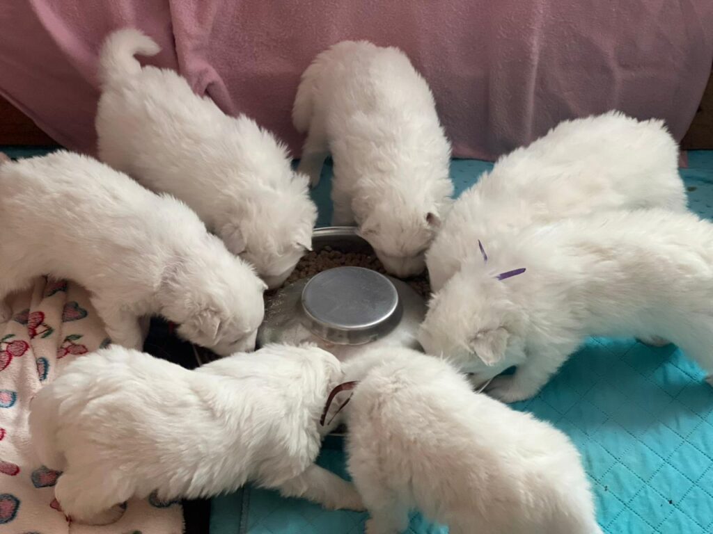 Щенки самоеды кушают