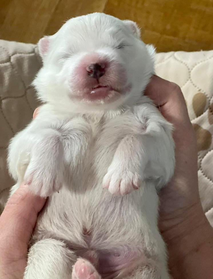 Щенок самоед