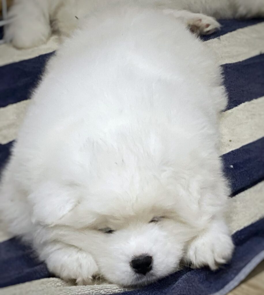 Щенок самоед