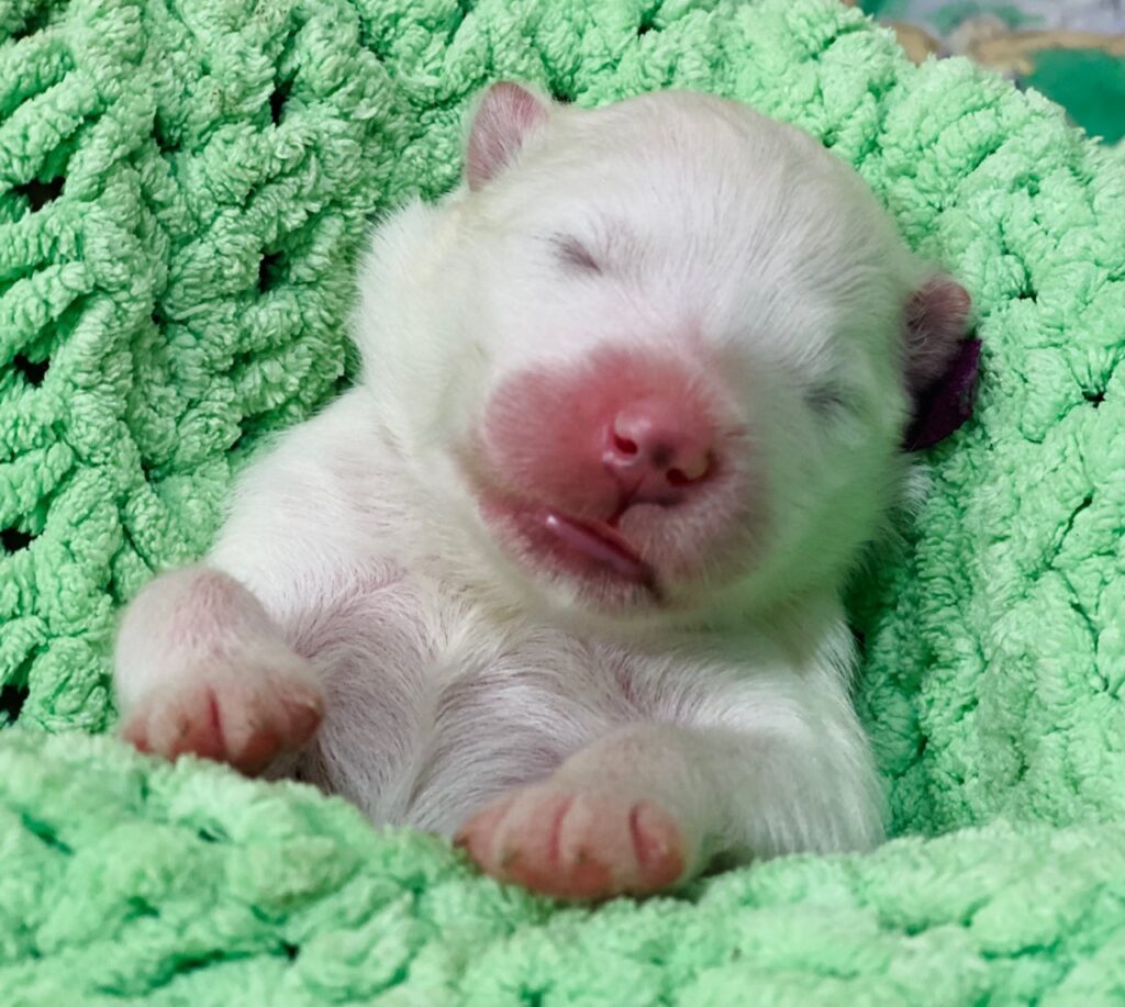 Щенок самоед