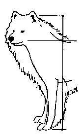 Стандарт породы САМОЕД: Низкий постав шеи