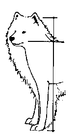 Стандарт породы САМОЕД: Короткая шея