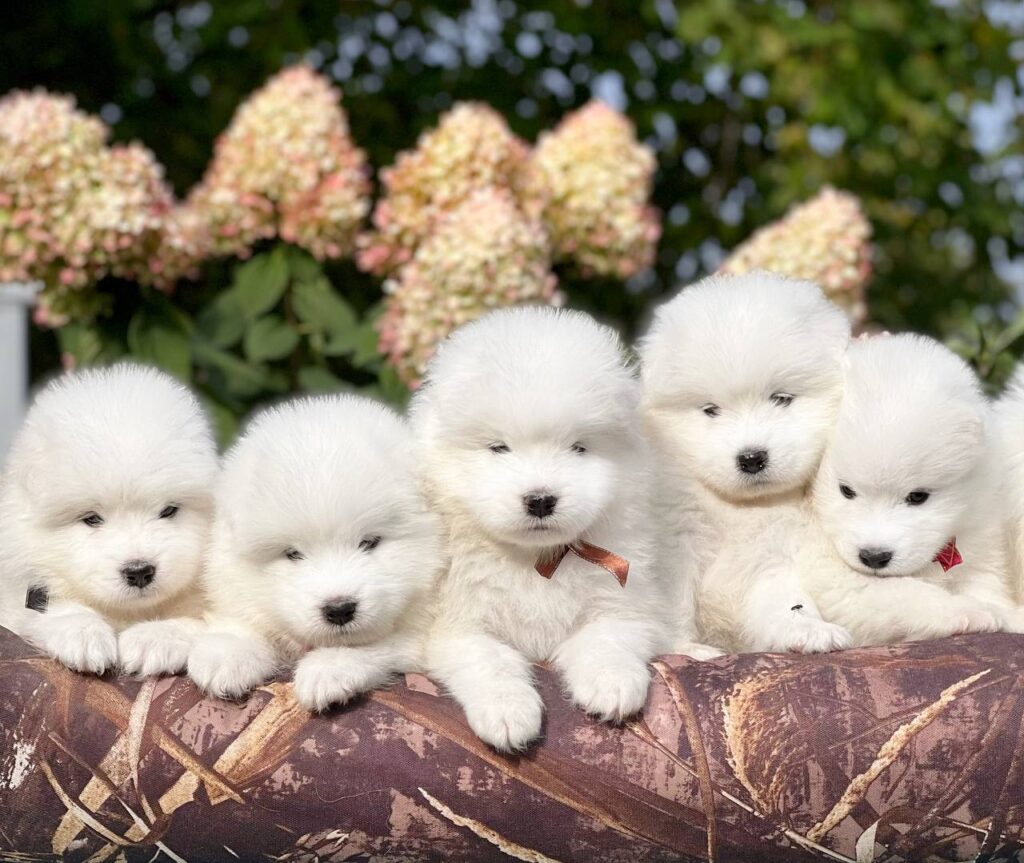 щенки самоеда питомник "Амурская звезда"