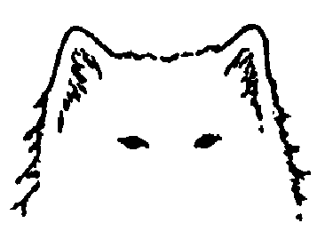 Стандарт породы САМОЕД: Излишне широко
поставленные уши