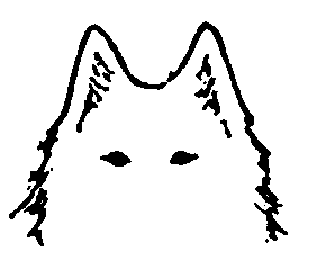 Стандарт породы САМОЕД: Длинные уши