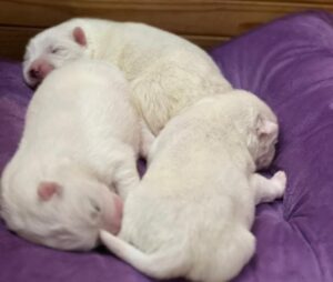 Выращивание помёта самоедов от одного дня