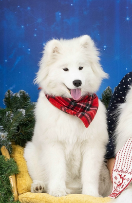 Яра "Амурская звезда" Хабаровск