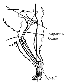 Стандарт породы САМОЕД: Спрямленные углы, короткое бедро