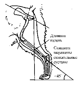 Стандарт породы САМОЕД: Слишком острый угол
скакательного сустава