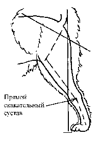 Стандарт породы САМОЕД: Скакательные суставы
слабо выражены