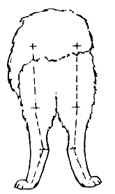 Стандарт породы САМОЕД: Коровий постав
