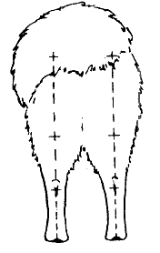 Стандарт породы САМОЕД: Правильный постав