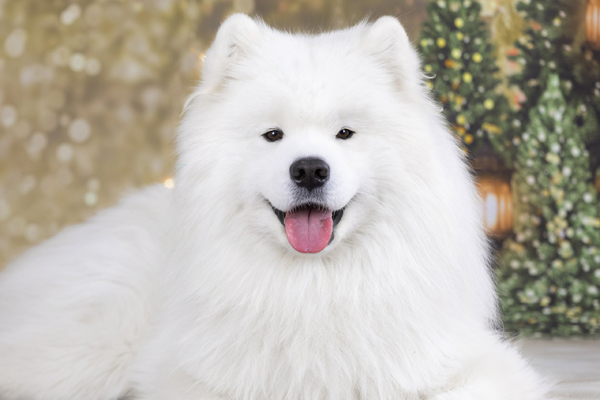 Амурская звезда