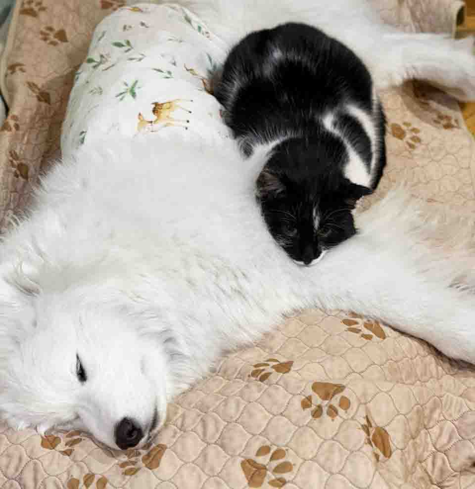 Кишечная непроходимость у собак