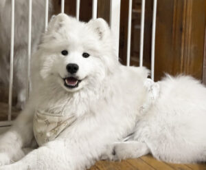 кишечная непроходимость